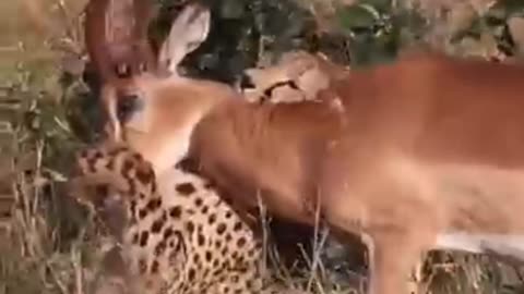 Impalas Fight For Survival Against Cheetah