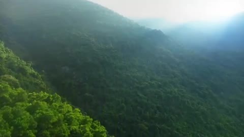 virgin forest