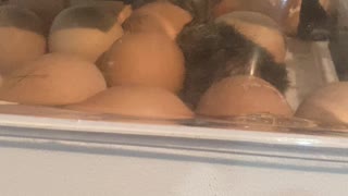 chicks are hatching!