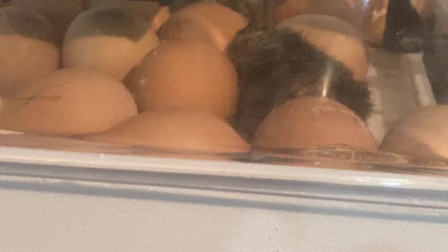 chicks are hatching!