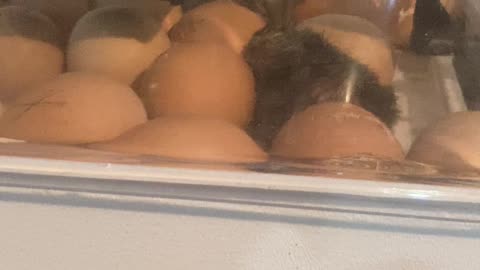 chicks are hatching!