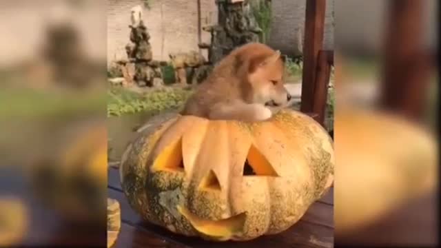 Dog in helloween