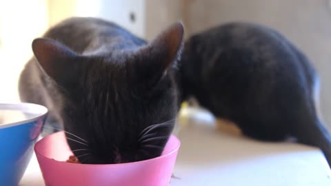 gato lindo comendo sua comida