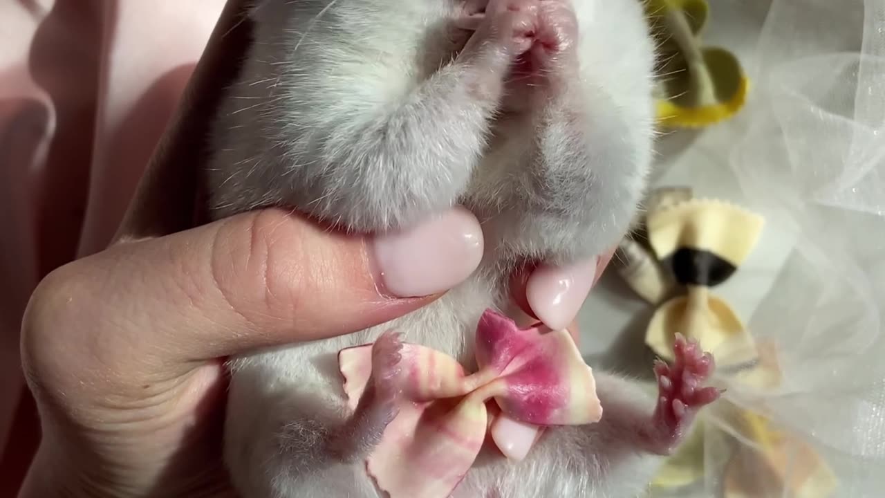 Feeding a Hamster