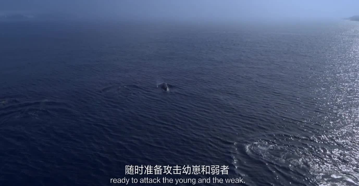 Paradise for whales beautiful sea level