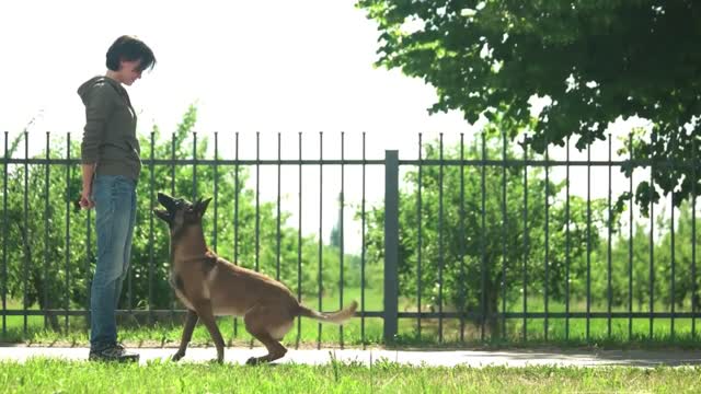 Basic Training For Dogs