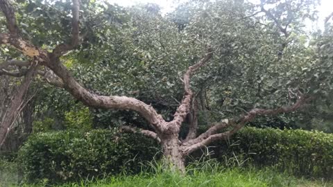 Large leafy tree with branches growing sideways