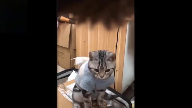 crazy, so funny and cute animal pets, will make you laugh out loud