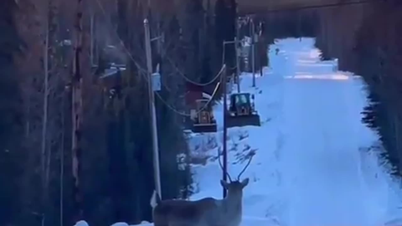 A caribou prancing down a snowy road without a care in the world.