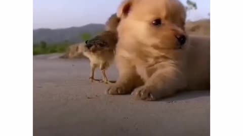 Cute dog make friends with a baby chicken.