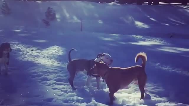 White pitbull faceplants in snow