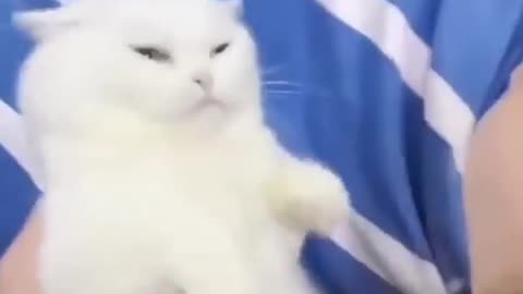 cute cat says what the f**k🥺 😱