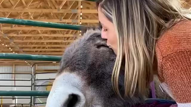 Amazing Donkey Falls Asleep In Caretakers Arms