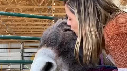 Amazing Donkey Falls Asleep In Caretakers Arms