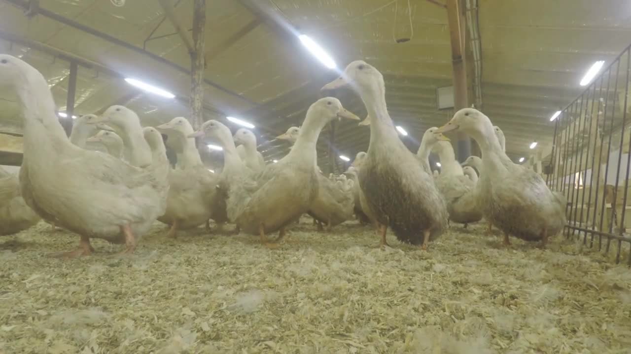 Crowd of ducks in corral