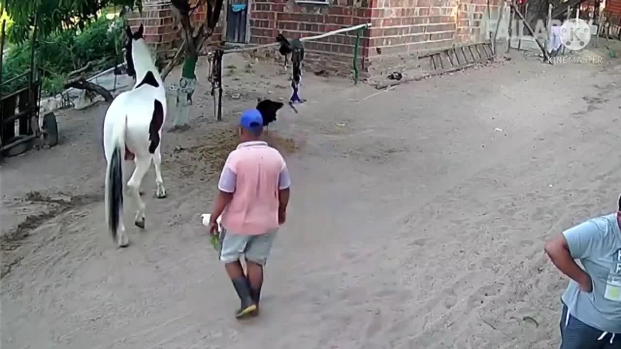 Funny animal video