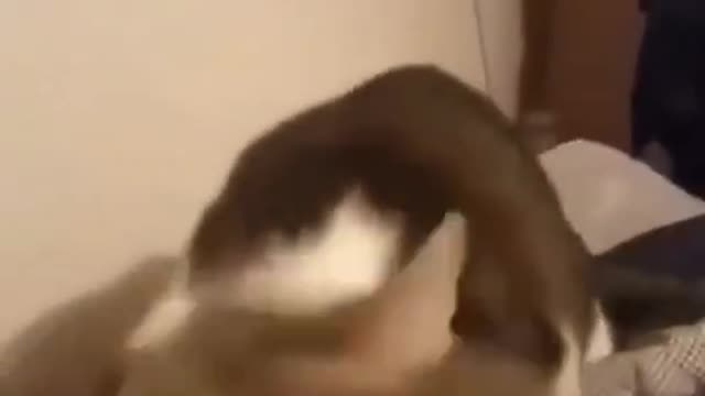 Cute cat biting another cat 🤣🤣🤣 funny animal video