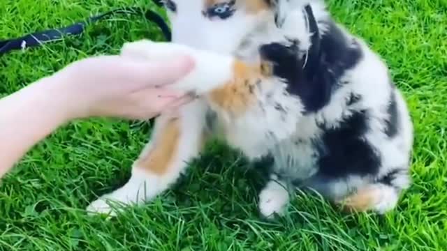 Funny and cute dog videos