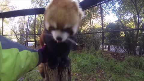 Cute Red Pandas - funny and adorable