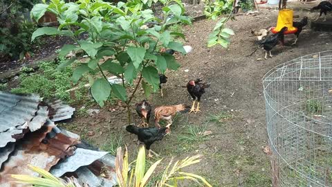 poultry-farm