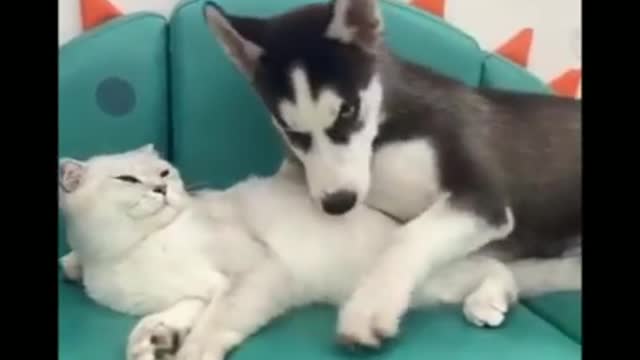 Funny animals-funny cats/dogs-funny animal video /best video of 2022