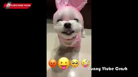 Cute & Funny animals