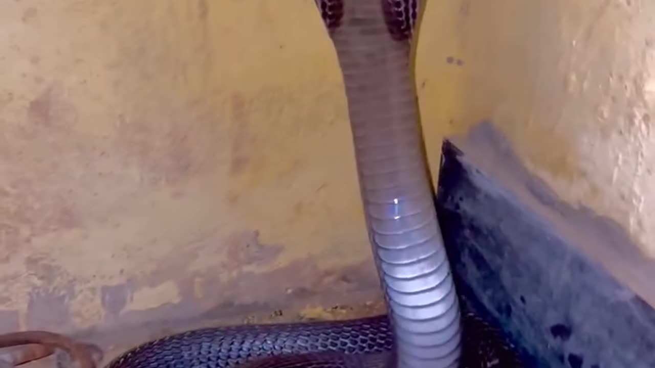 Angry king cobra