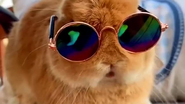 Handsome bunny with sunglasses.