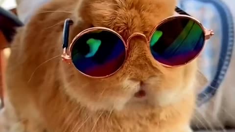 Handsome bunny with sunglasses.