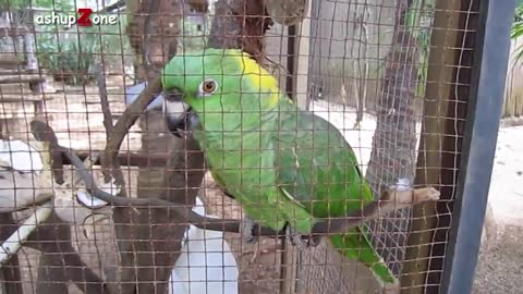 Funny parrots