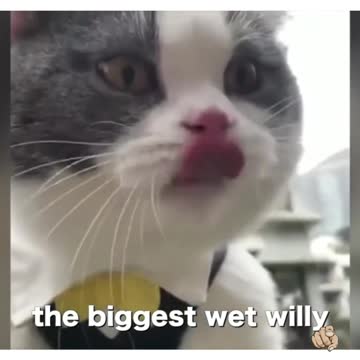 Funny cat video| cat says I AM A BIG BILLY!