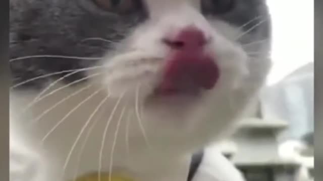 Funny cat video| cat says I AM A BIG BILLY!