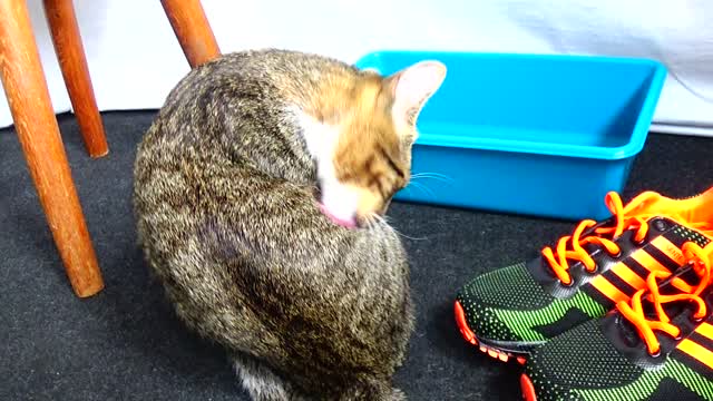 Grooming Is a Cat's Priority