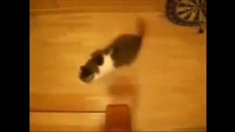 Hilarious cats and dogs clips with funny Fx sounds