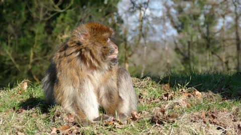 Wildlife video | Animal video | Amazing animal video ......🦁🐯🐱🐶🐗🦓🐸