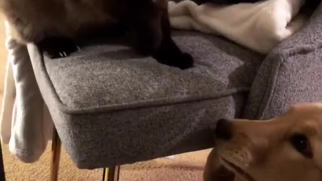 Cat shows playful puppy who's the boss