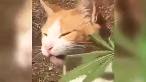 Cat smokeweed