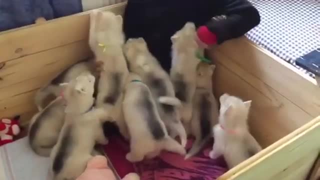 Huskies Puppies 🐕🐕❤ reunion!!