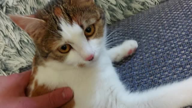 How my cat get love