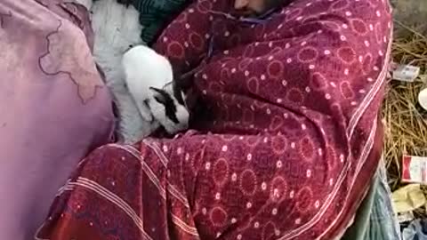 Cute Rabbit playing