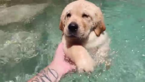 Teaching Labrador Puppies How to Swim