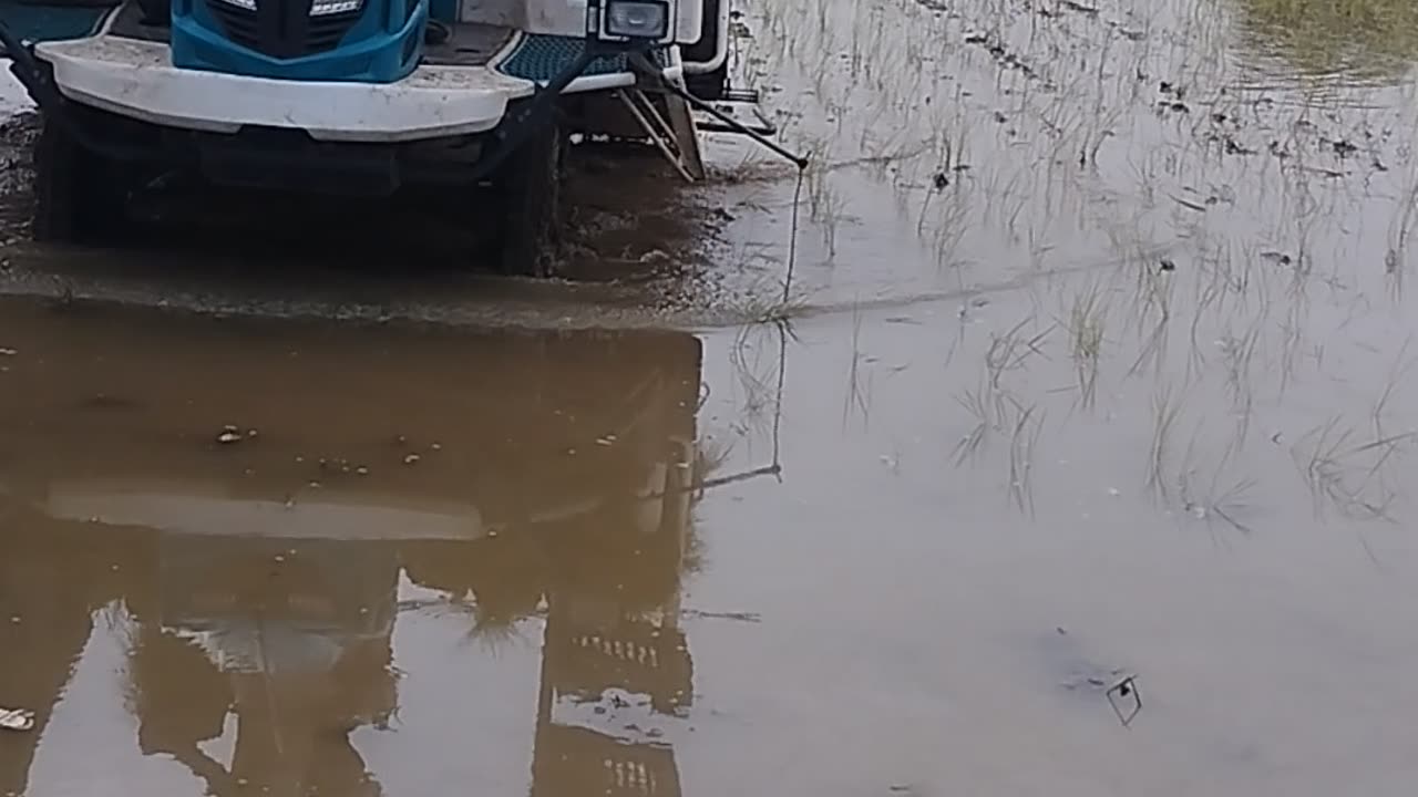 Rice planting