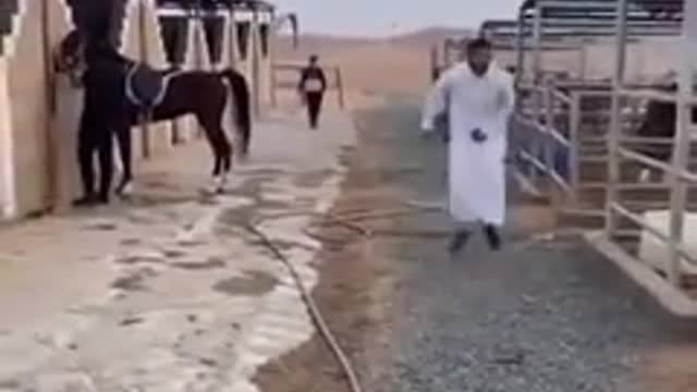 Funny video horse