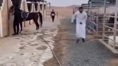 Funny video horse