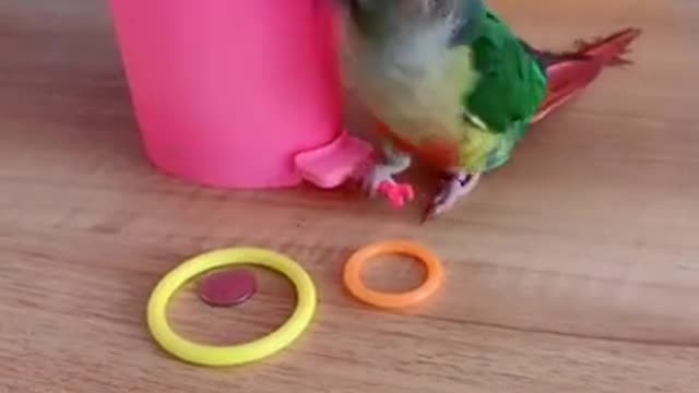 parrot bird