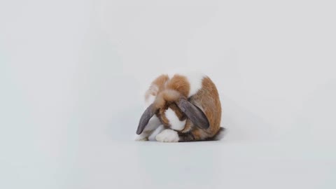 Studio Portrait Of Miniature Brown And White Flop Eared Rabbit Cleaning Itself On White Background