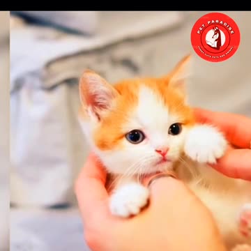 😻😹"Adorable Kitten's Relaxing Fun"😹😻