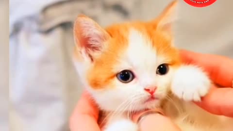 😻😹"Adorable Kitten's Relaxing Fun"😹😻