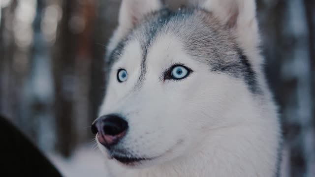 Siberian husky see first snow of the year 2022