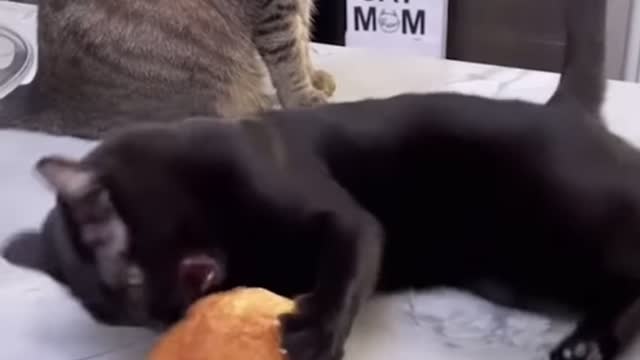 Don't Touch My Food, Funny Cat Fight